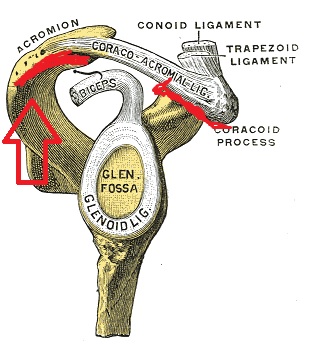 img_osteoarthritis1.jpg